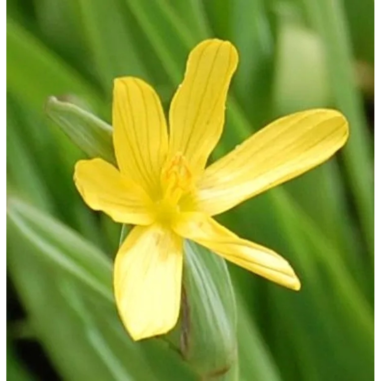 Gelbe Binsenlilie - Sisyrinchium californicum