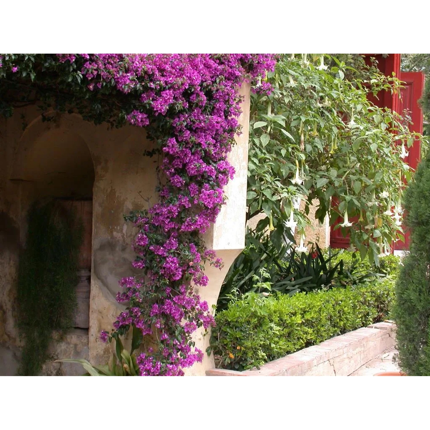 Bougainvillea Kletterpflanze 45-50 cm Hhe 14 cm Topf- kaufen bei OBI