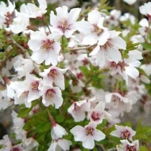 Zierkirsche 'Kojou-no-mai' Prunus incisa 30 bis 40 cm im Container Herbstfärbung