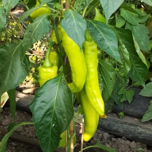 Blu Bio-Bullhorn-Chili (Capsicum annuum) im Topf, grüne, längliche Früchte und Blätter.