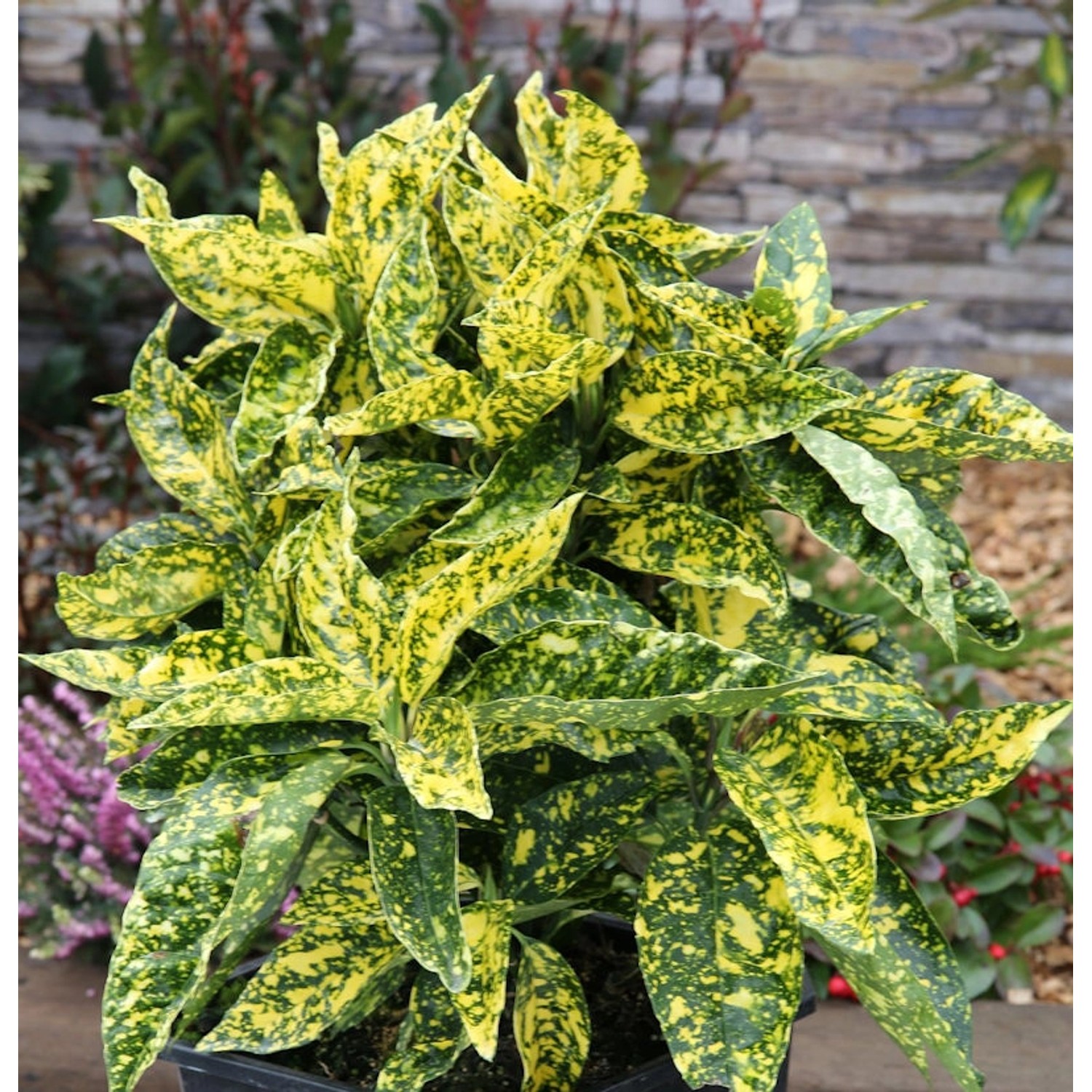 Japanische Aucube Crotonifolia 40-60cm - Aucuba japonica günstig online kaufen