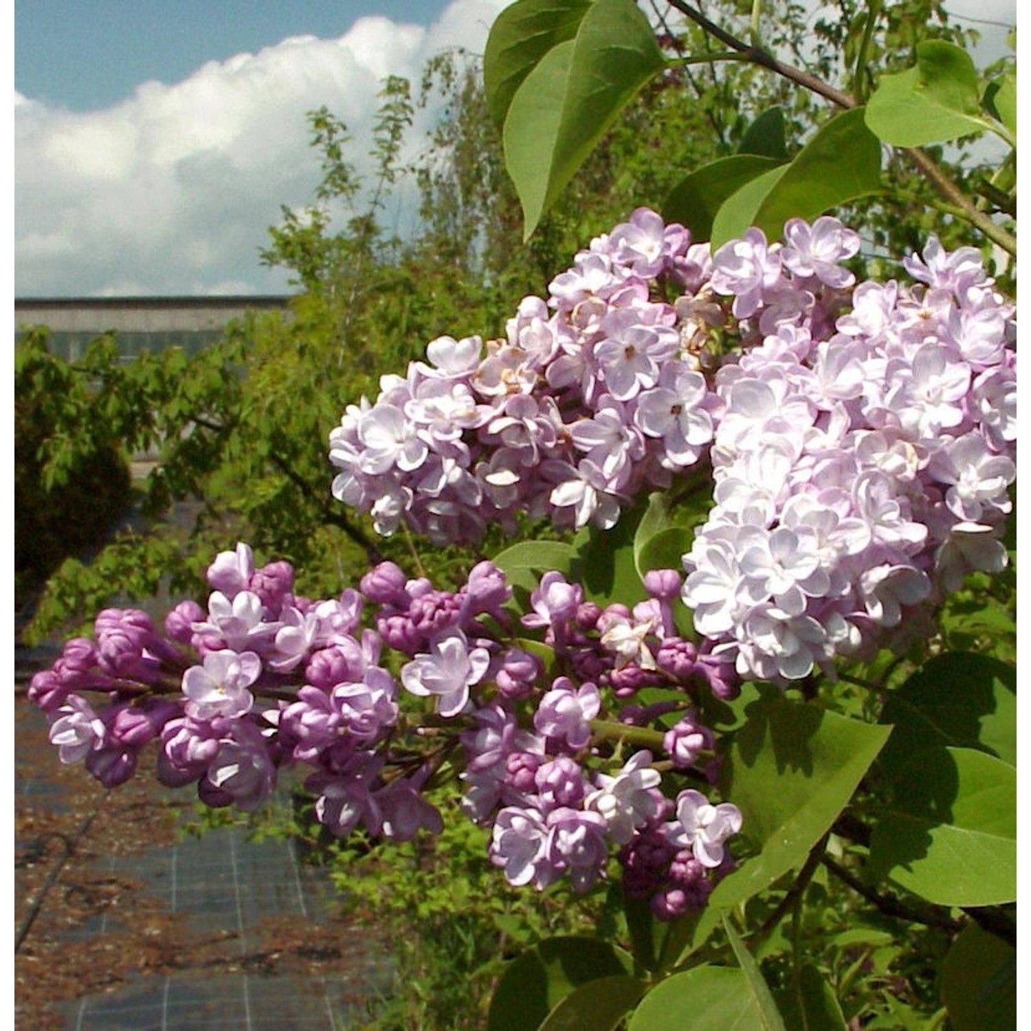 Wildflieder Zhemchuzhina 40-60cm - Syringa vulgaris günstig online kaufen