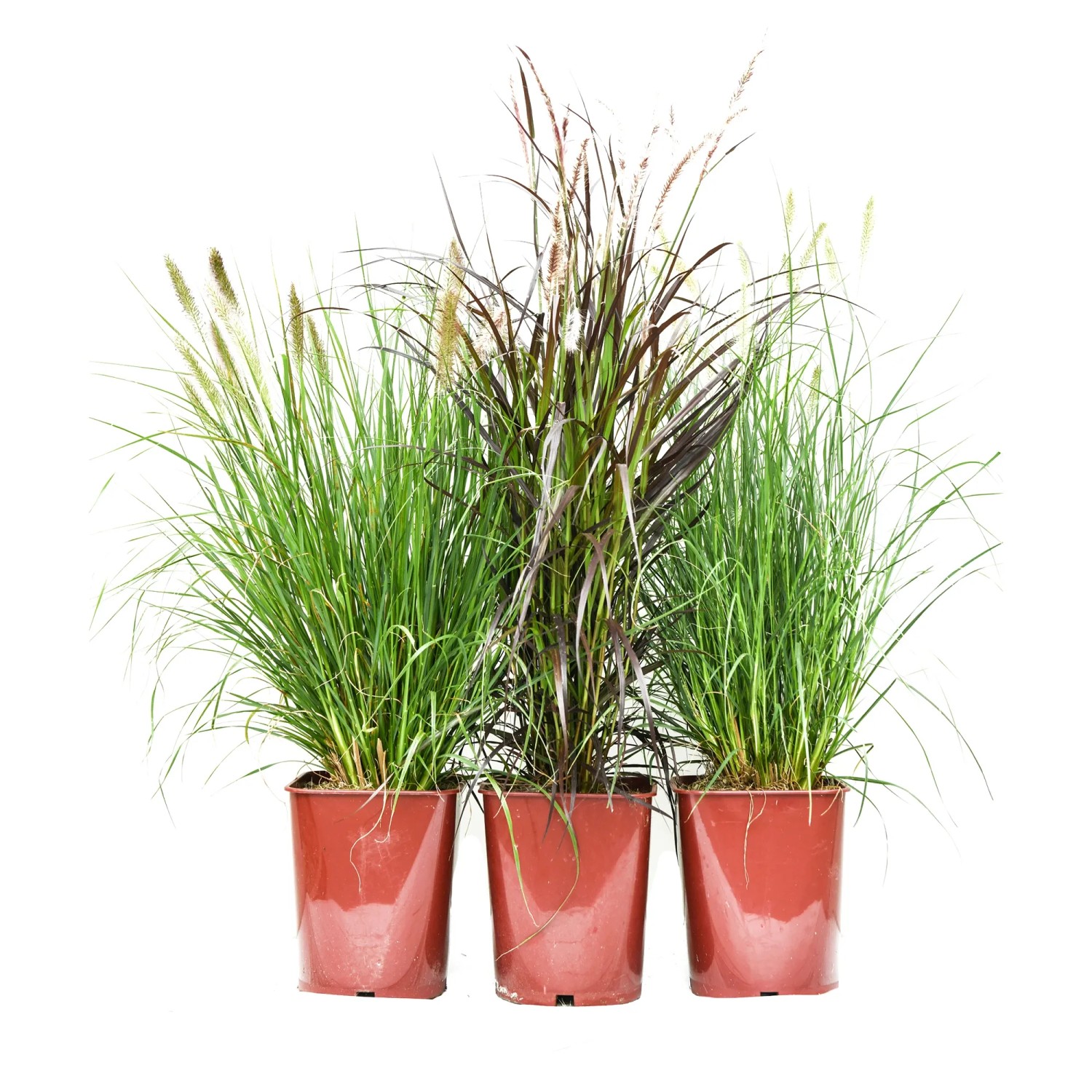 GROW by OBI Gräser Höhe ca. 30 cm Topf ca. 5 l Gräser