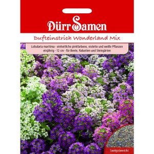 Dürr Samen Duftsteinrich Wonderland Mix: Einjährige Blumensamen mit pinken, violetten und weißen Blüten.