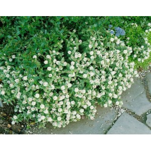 Strauchveronika Hebe Albicans mit weißen Blüten im 10 cm Topf.