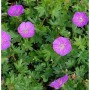 Nahaufnahme von blühendem Storchenschnabel Nanum (Geranium sanguineum) mit grünen Blättern.