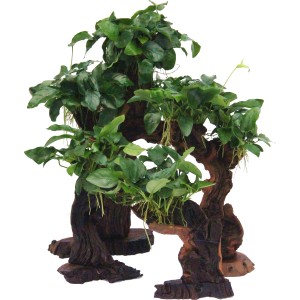 Dennerle Aquariumpflanze Mbuna Klein mit Anubias Nana auf Wurzelholz für Aquarien.