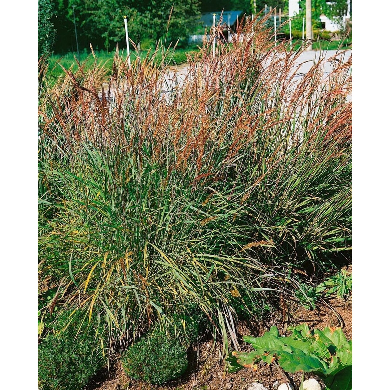 Sorghastrum Nutans Indianergras Ca. 9x9 cm Topf Zierlich günstig online kaufen