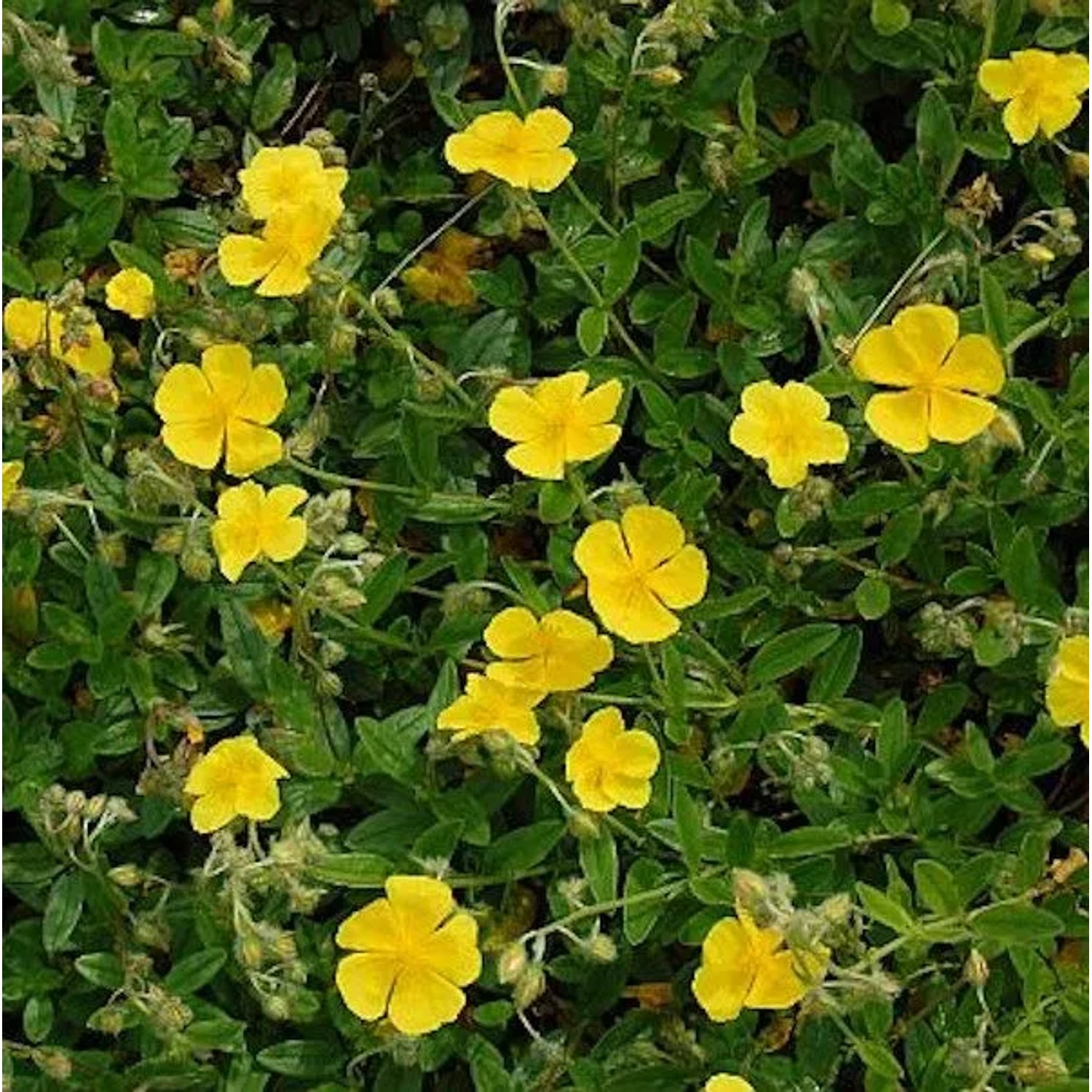 Sonnenröschen Sterntaler - Helianthemum