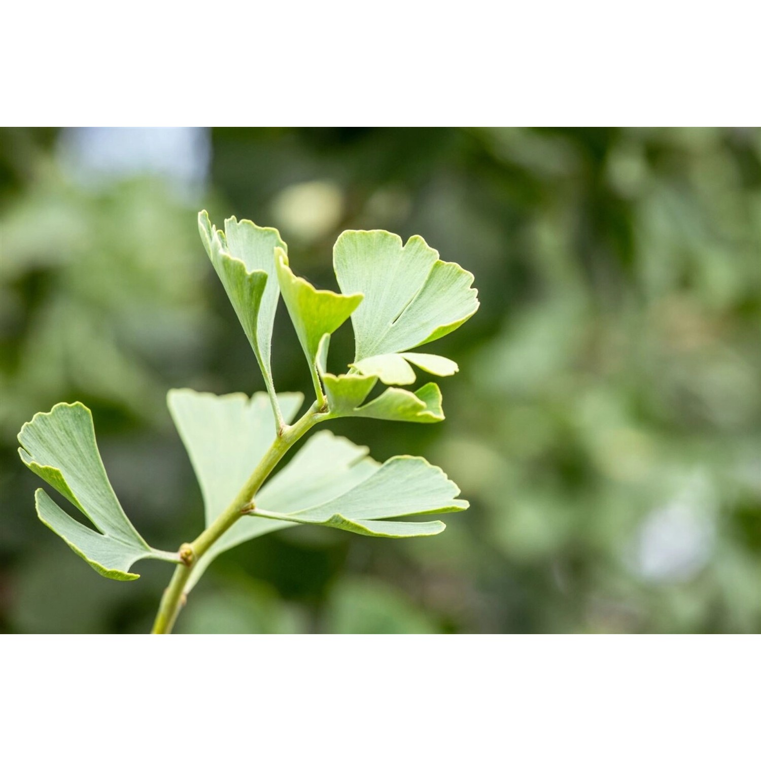 Ginkgo Biloba Baldi Fächerblattbaum 125 cm Stammhöhe günstig online kaufen