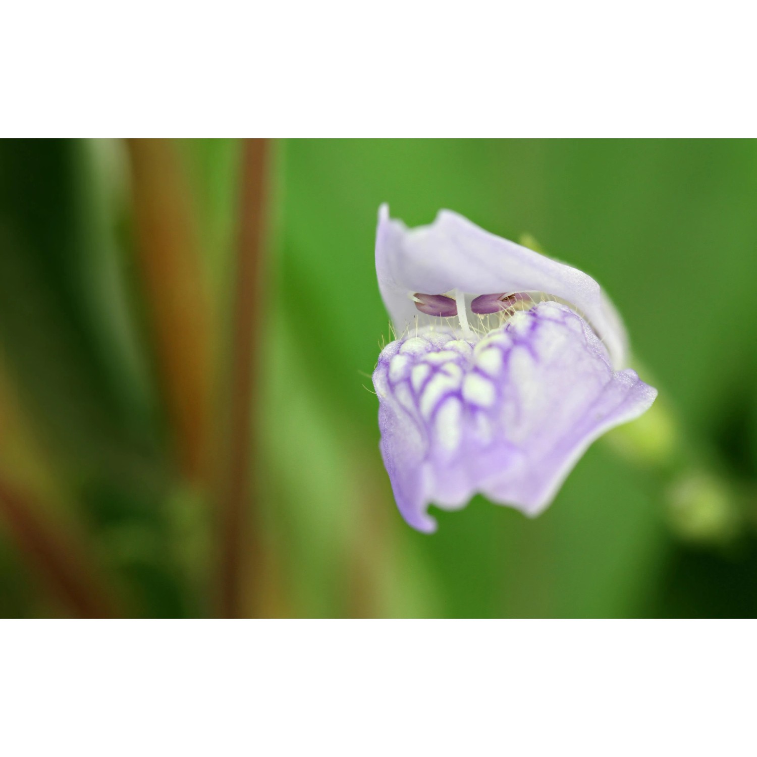 Nahaufnahme der Blüte der Dennerle Aquariumpflanze Hygrophila Corymbosa.