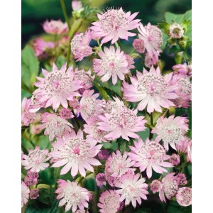 Rosa-weiße Große Sterndolde (Astrantia Major Primadonna) im 11x11 cm Topf.