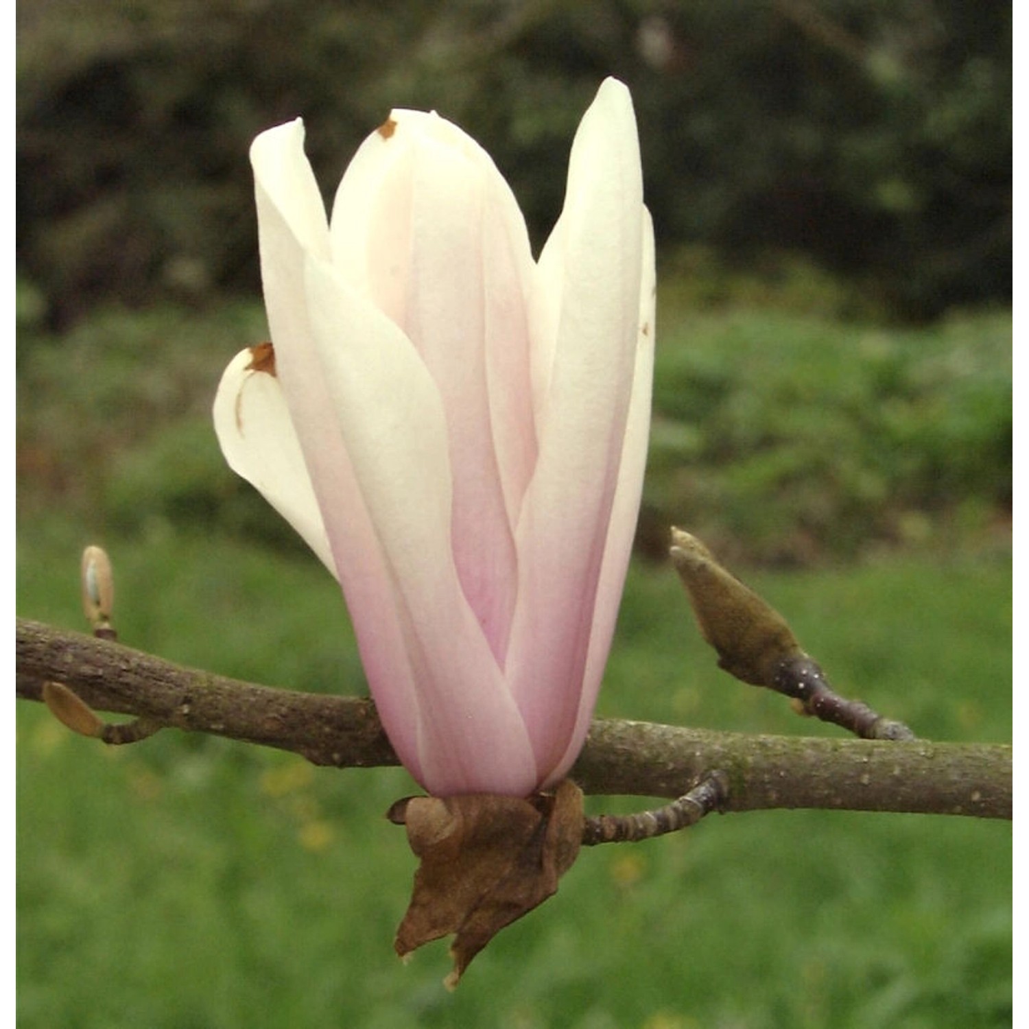 Magnolie Sunsation 40-60cm - Magnolia günstig online kaufen