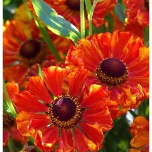 Sonnenbraut Wonadonga: orange-rote Blüten mit dunkler Mitte, Nahaufnahme.