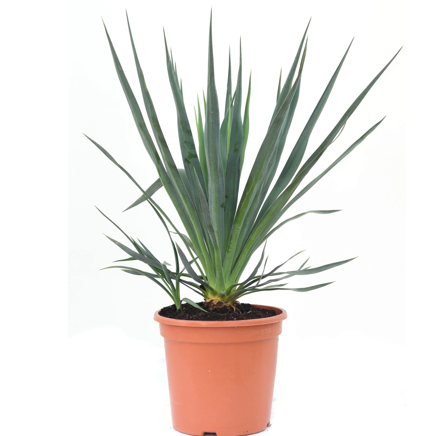 GROW by OBI Palmlilie Höhe ca. 30 -40 cm Topf ca. 10 l Yucca gloriosa günstig online kaufen