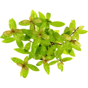 Dennerle Aquariumpflanze Hygrophila Polysperma Sunset mit hellgrünen Blättern und rötlichen Triebspitzen.