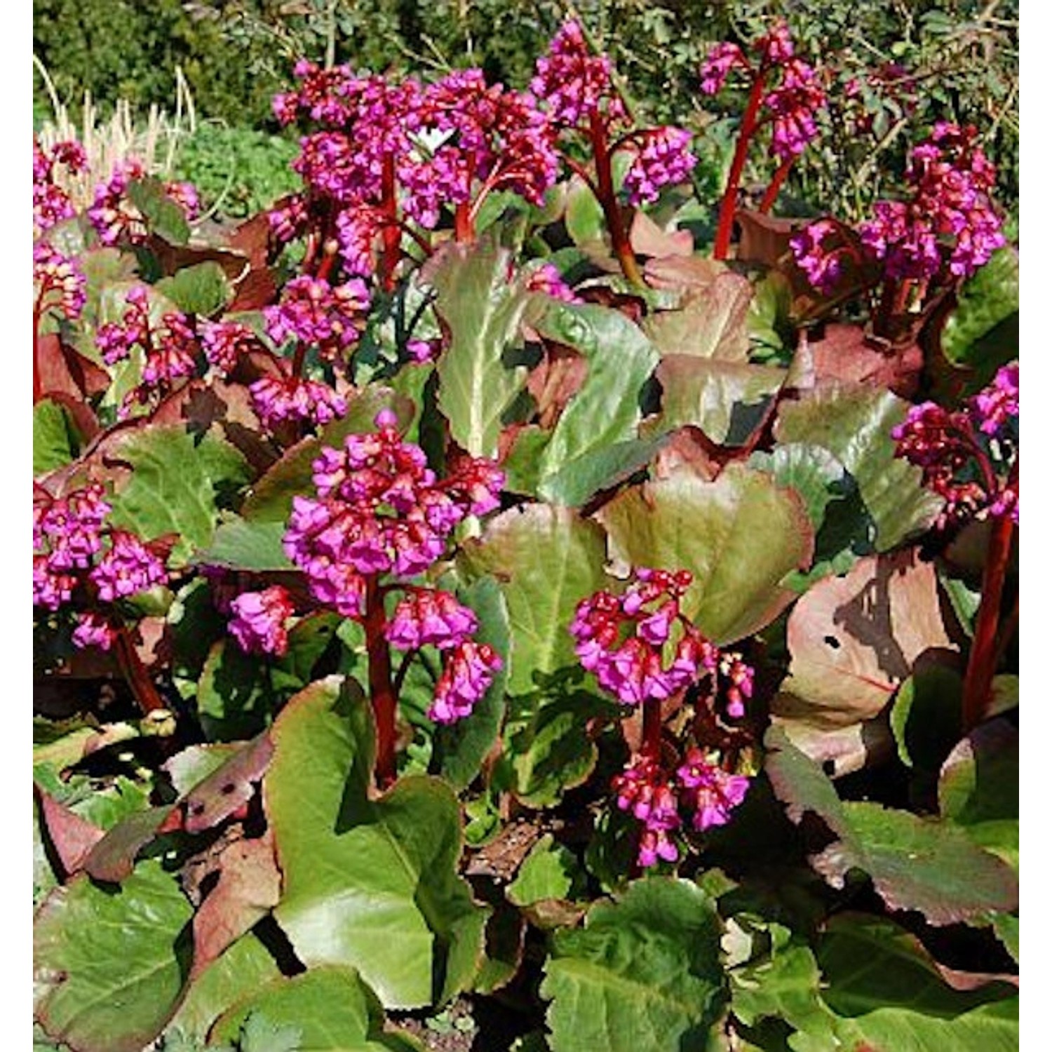 Bergenie Eroica - großer Topf - Bergenia cordifolia günstig online kaufen