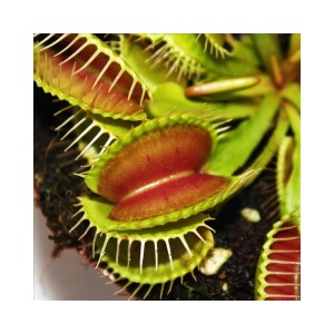 Venusfliegenfalle (Dionaea Muscipula) im 9cm Topf, fleischfressende Pflanze mit geöffneten Fangblättern.