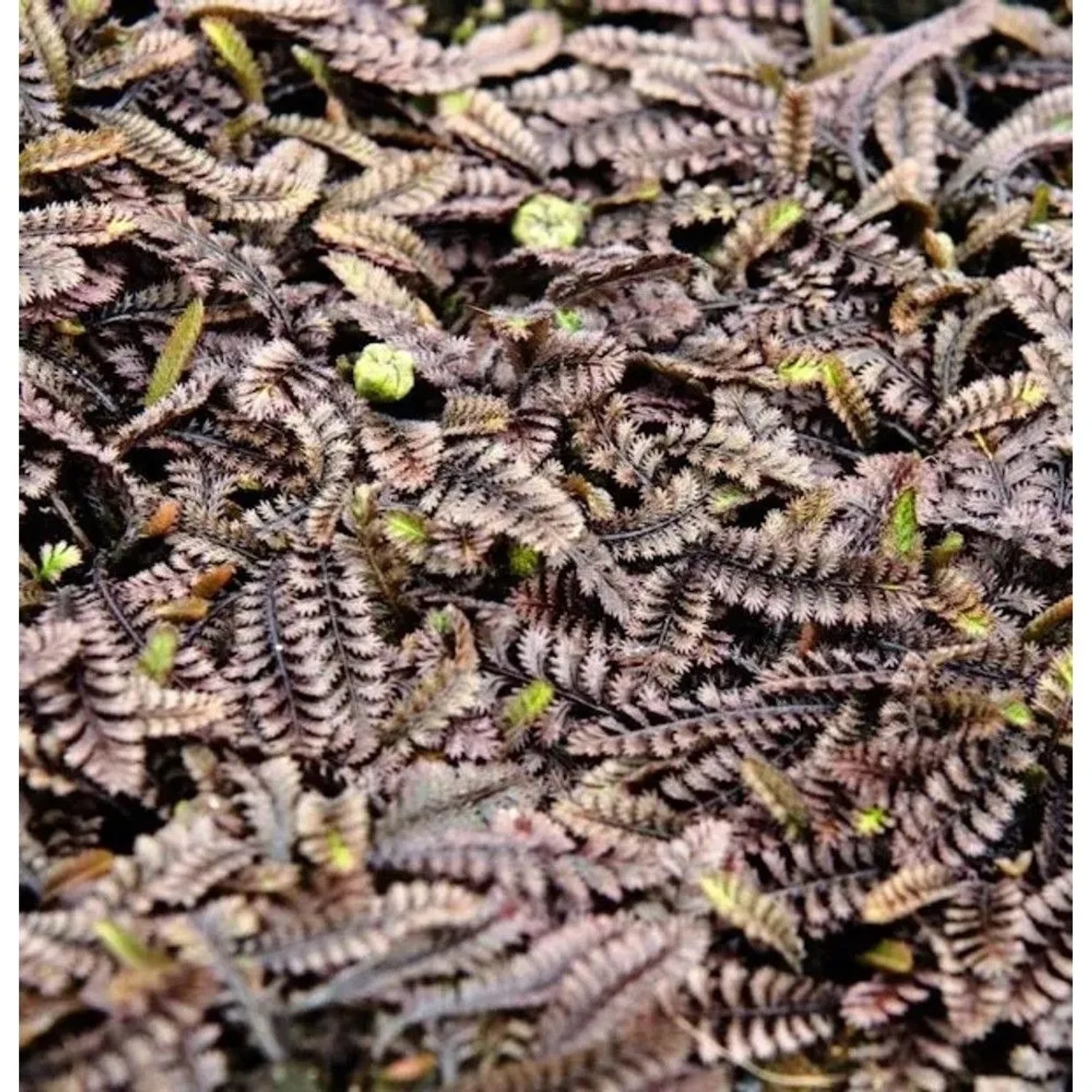 Feines Fiederpolster - Leptinella potentillina