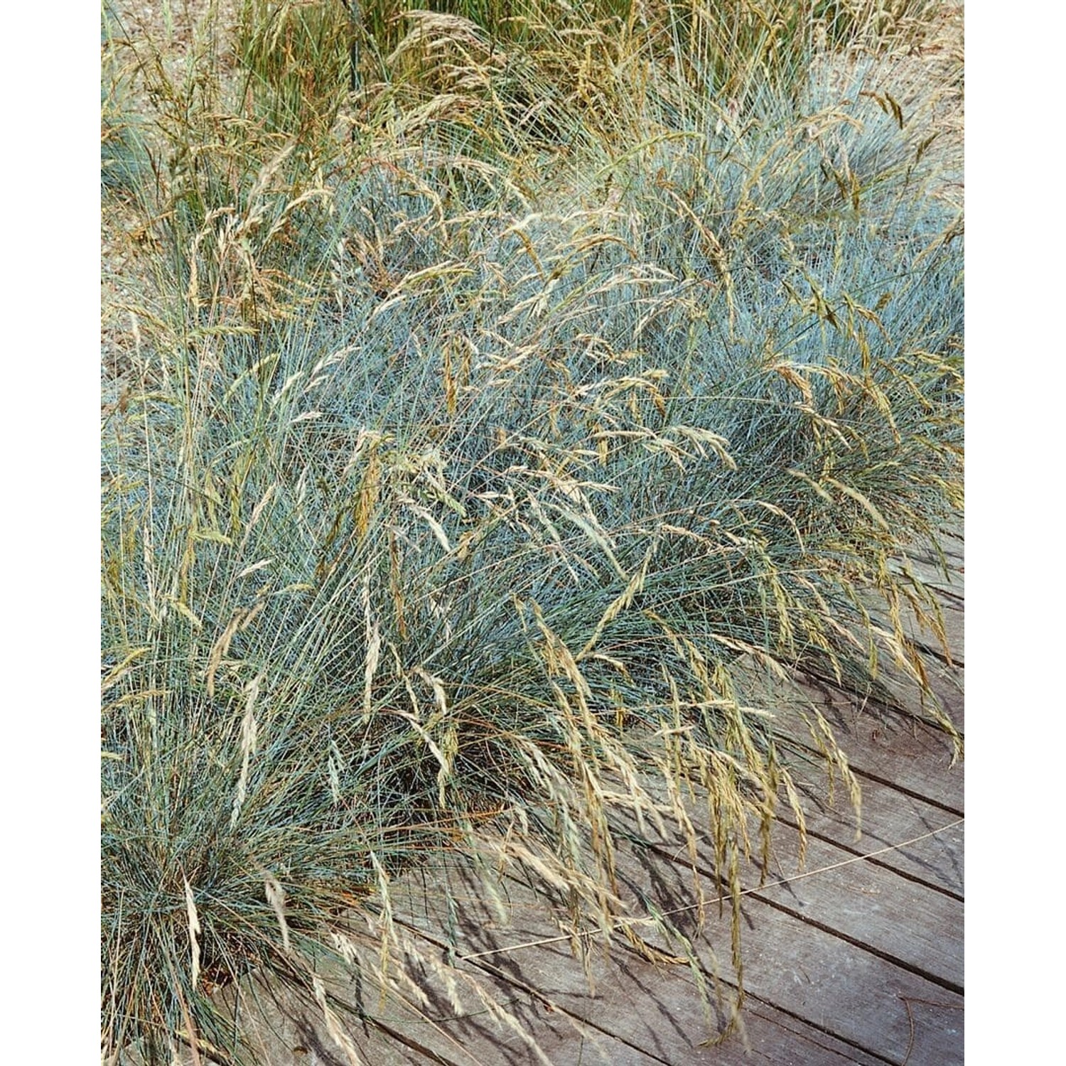 Festuca Valesiaca Glaucantha Blau-Schwingel Ca. 9x9 cm Topf günstig online kaufen