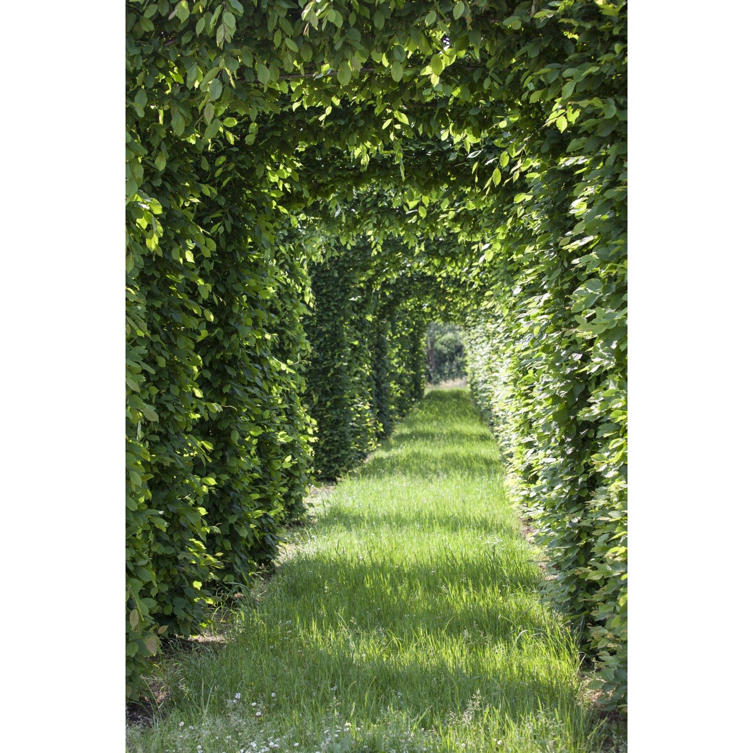 Tunnel aus Rotbuchenhecke, grüne Blätter und Rasenweg. Ideal für naturnahen Garten.