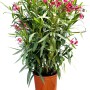 Oleander 'Rot' im Topf, 80-100 cm hoch. Immergrüne, mediterrane Kübelpflanze mit roten Blüten.