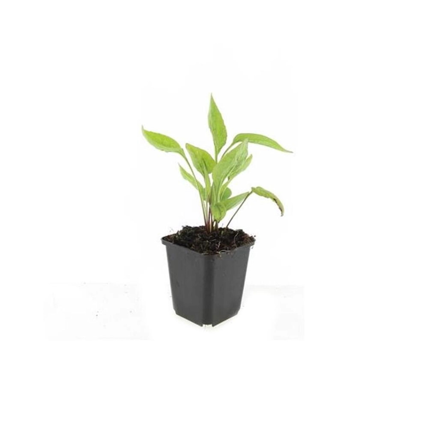 Exotenherz Zierstaude Sonnenhut Echinacea Purpurea White Swan 9cm Topf Set günstig online kaufen