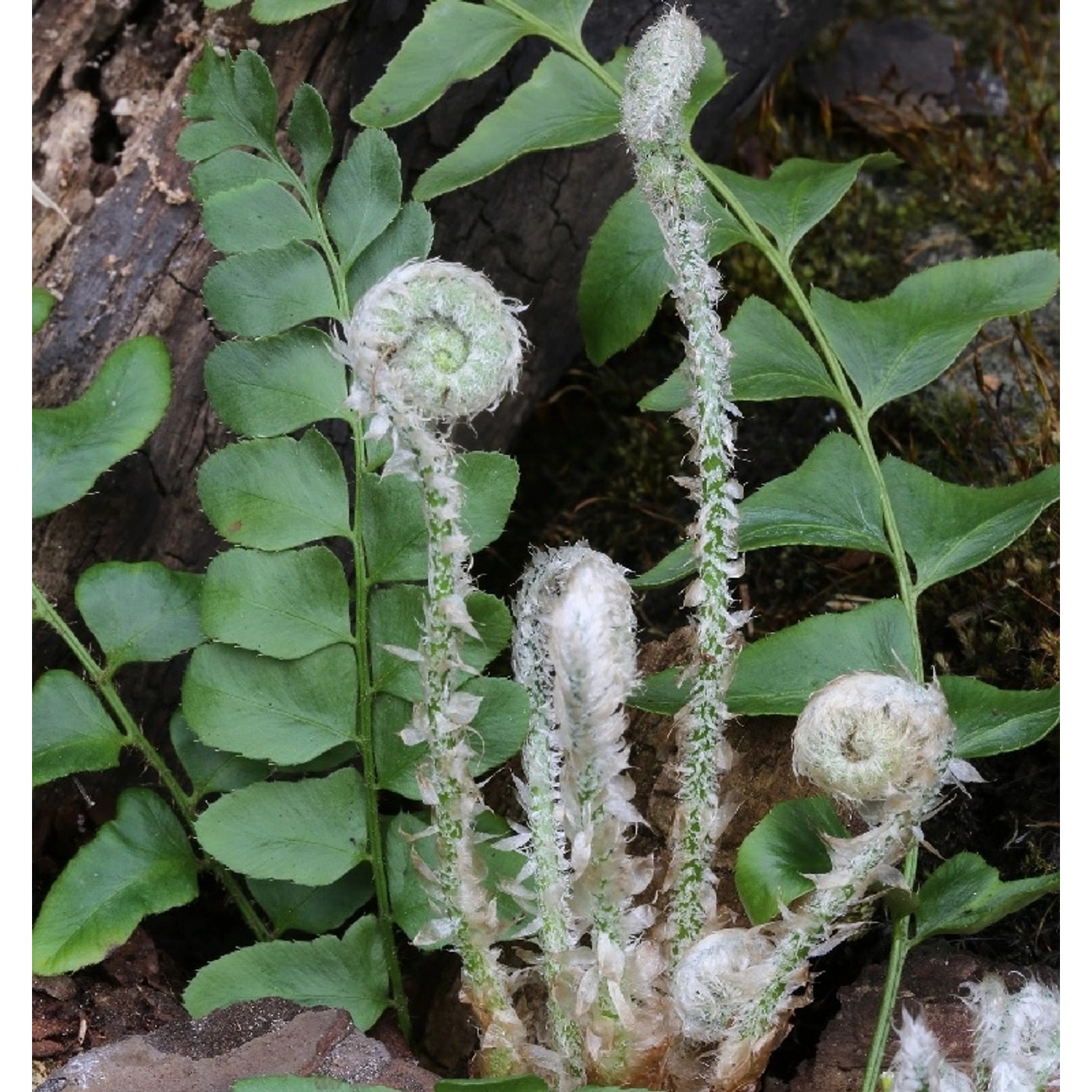 Amerikanischer Weihnachtsfarn - Polystichum acrostichoides günstig online kaufen