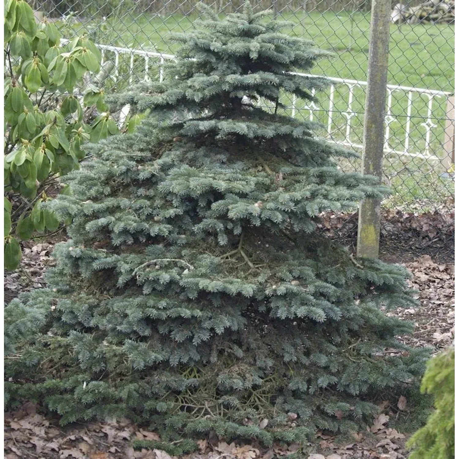 Blaue Stechfichte Super Blue Seedling 70-80cm - Picea pungens
