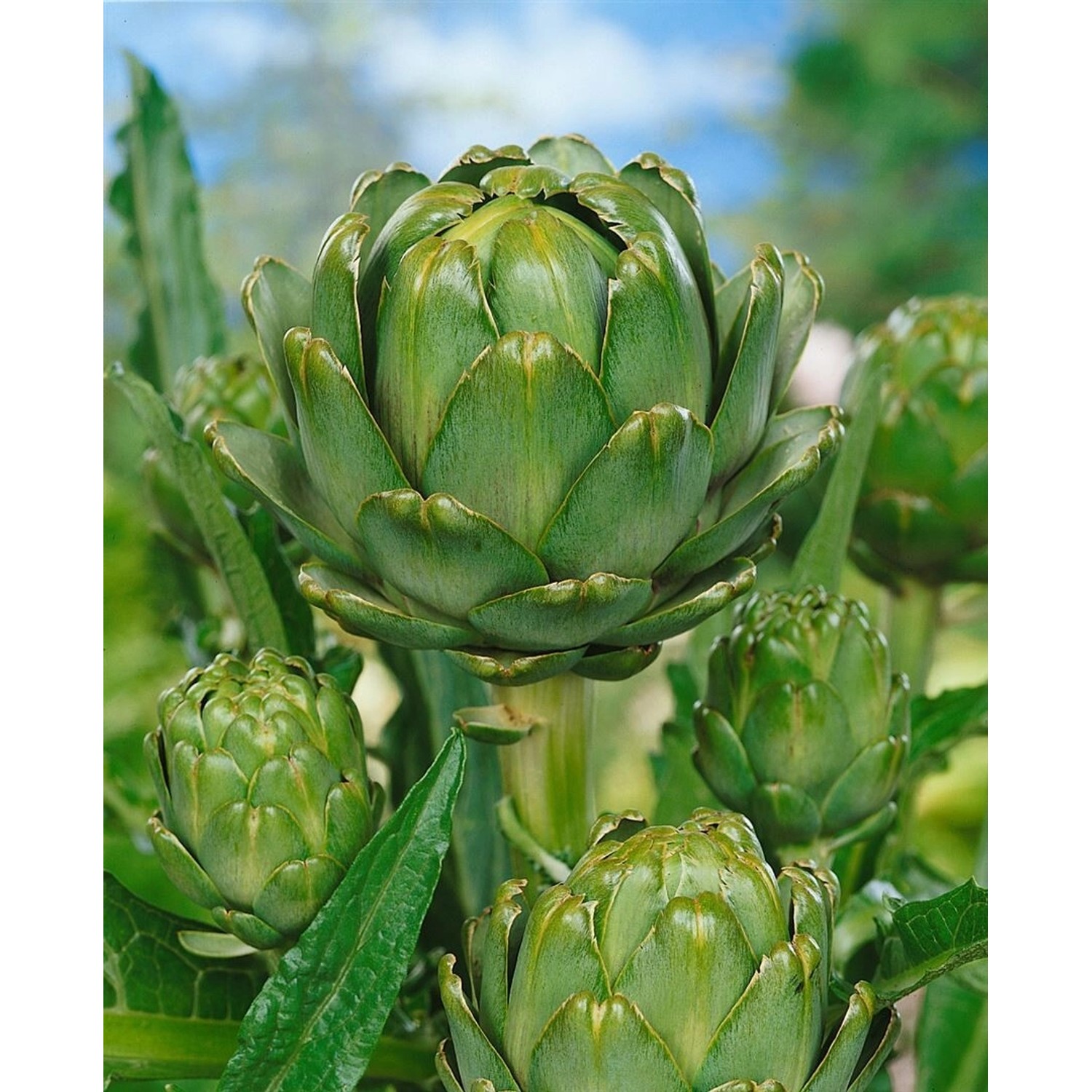 Cynara Scolymus Artischocke Ca. 11x11 cm Topf günstig online kaufen
