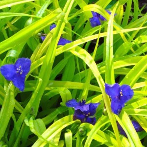 6 x Dreimasterblume 'Sweet Kate' Tradescantia Topf 9cm Pflegeleicht