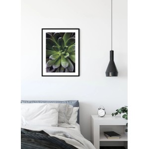 Komar Wandbild: Nahaufnahme einer grünen Sukkulente im schwarzen Rahmen, 40x50 cm.