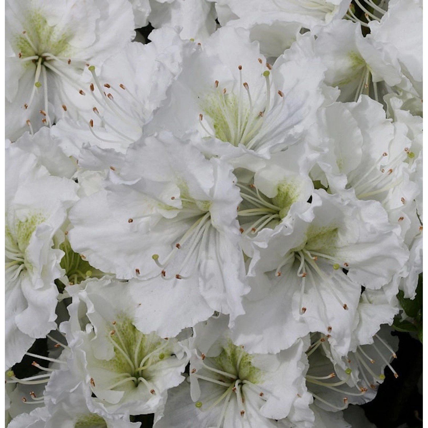 Japanische Azalee Patricia Barmold 30-40cm - Rhododendron luteum - Zwerg Alpenrose