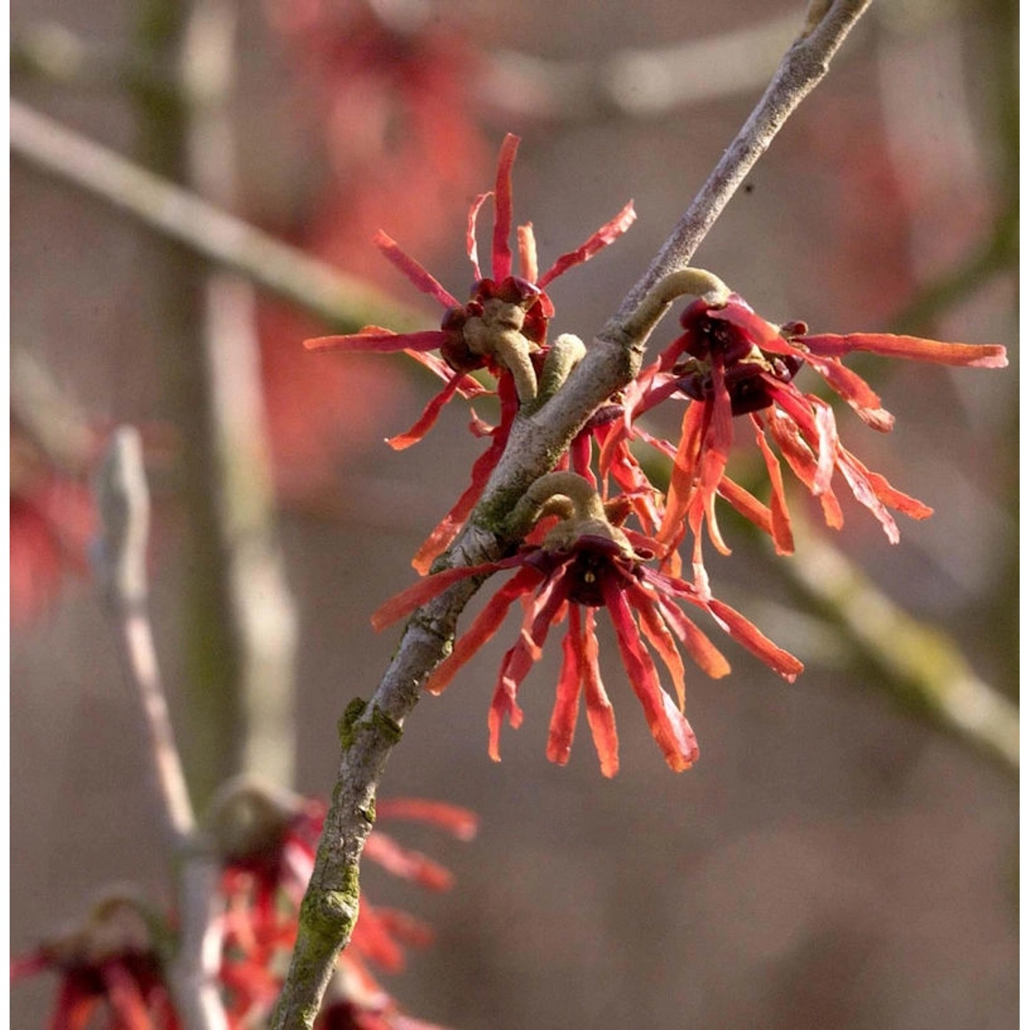 Zaubernuß Diane 60-80cm - Hamamelis intermedia günstig online kaufen