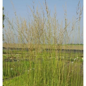 Hohes Riesen-Pfeifengras Windspiel (Molinia arundinacea) im Garten, grüne Halme und filigrane Blütenstände.