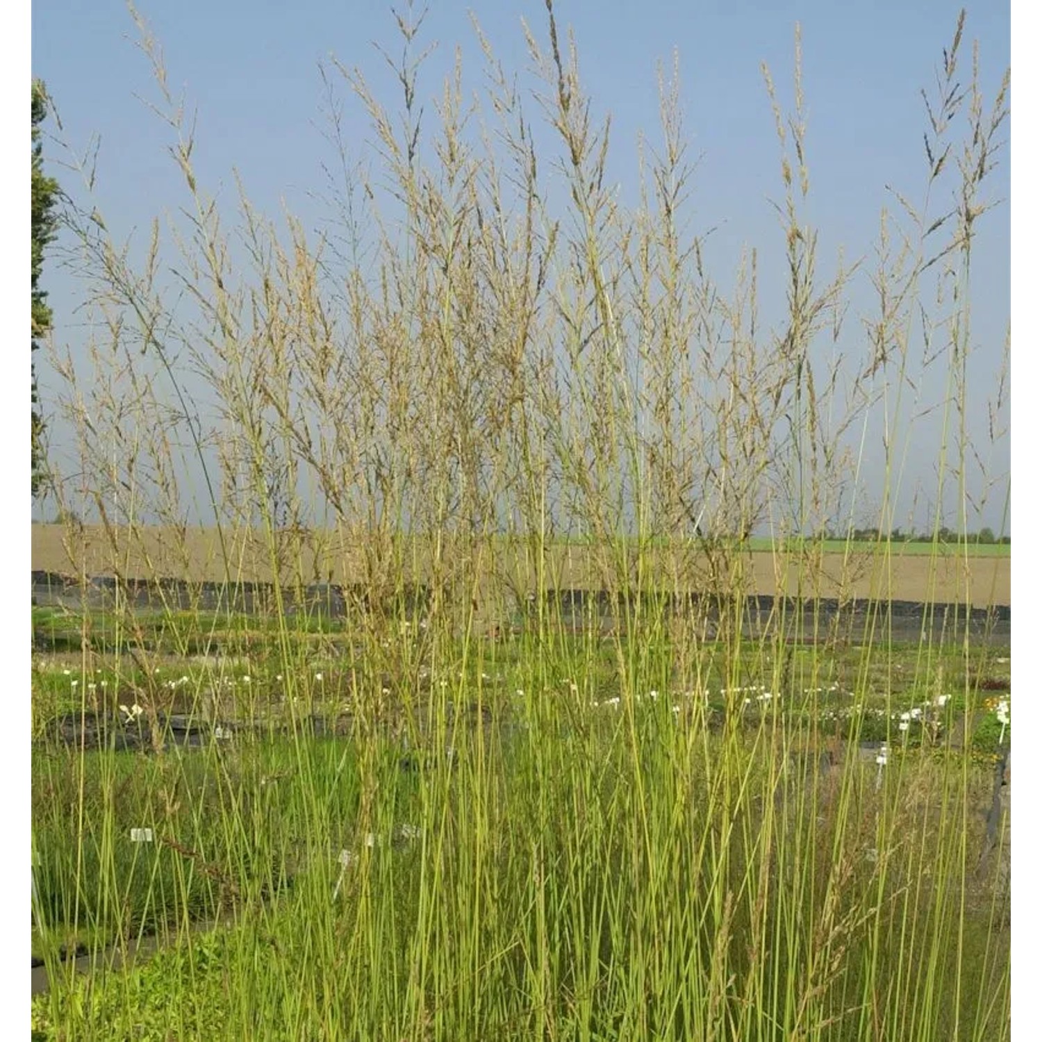 Riesen Pfeifengras Windspiel - Molinia arundinacea