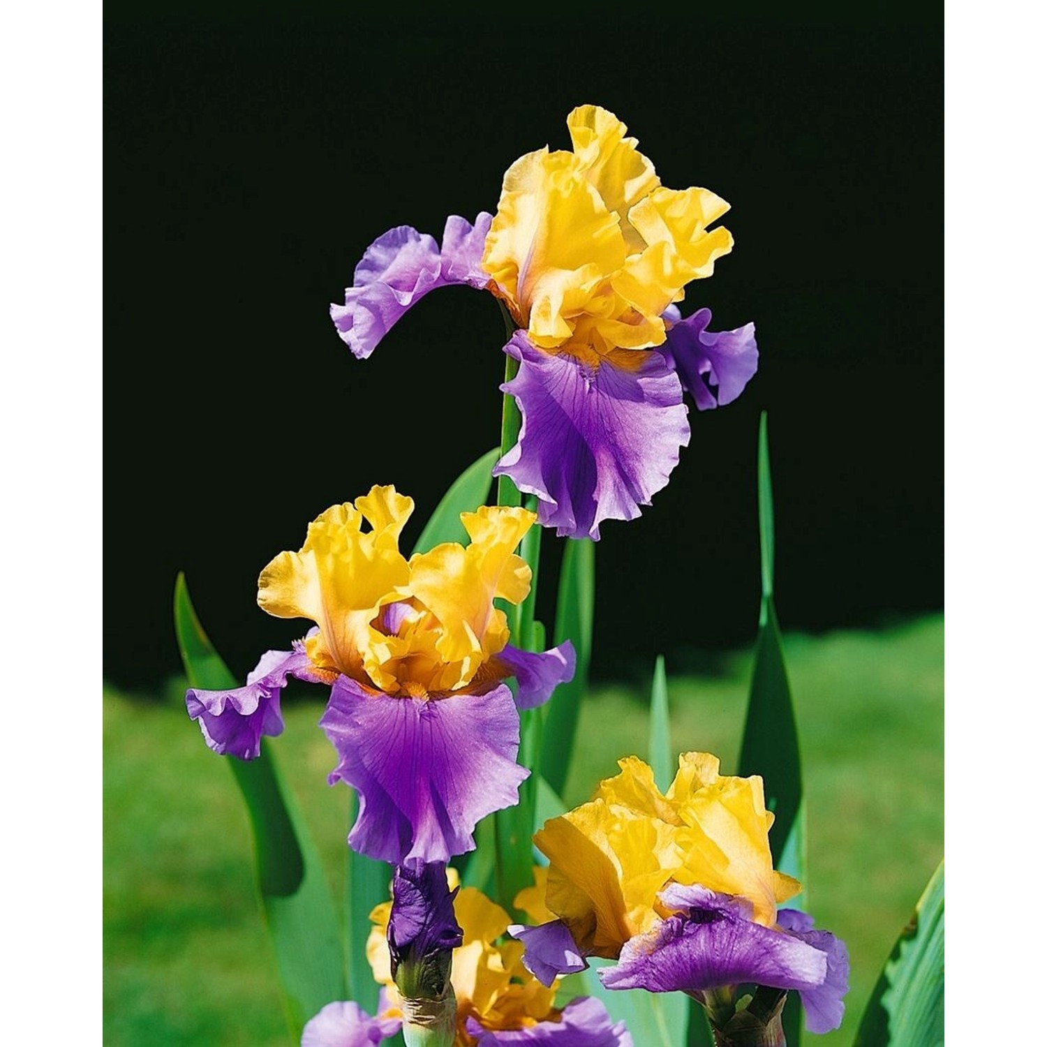 Iris X Barb.-Elat.'Edith Wolford' Schwertlilie Ca. 11x11 cm Topf günstig online kaufen