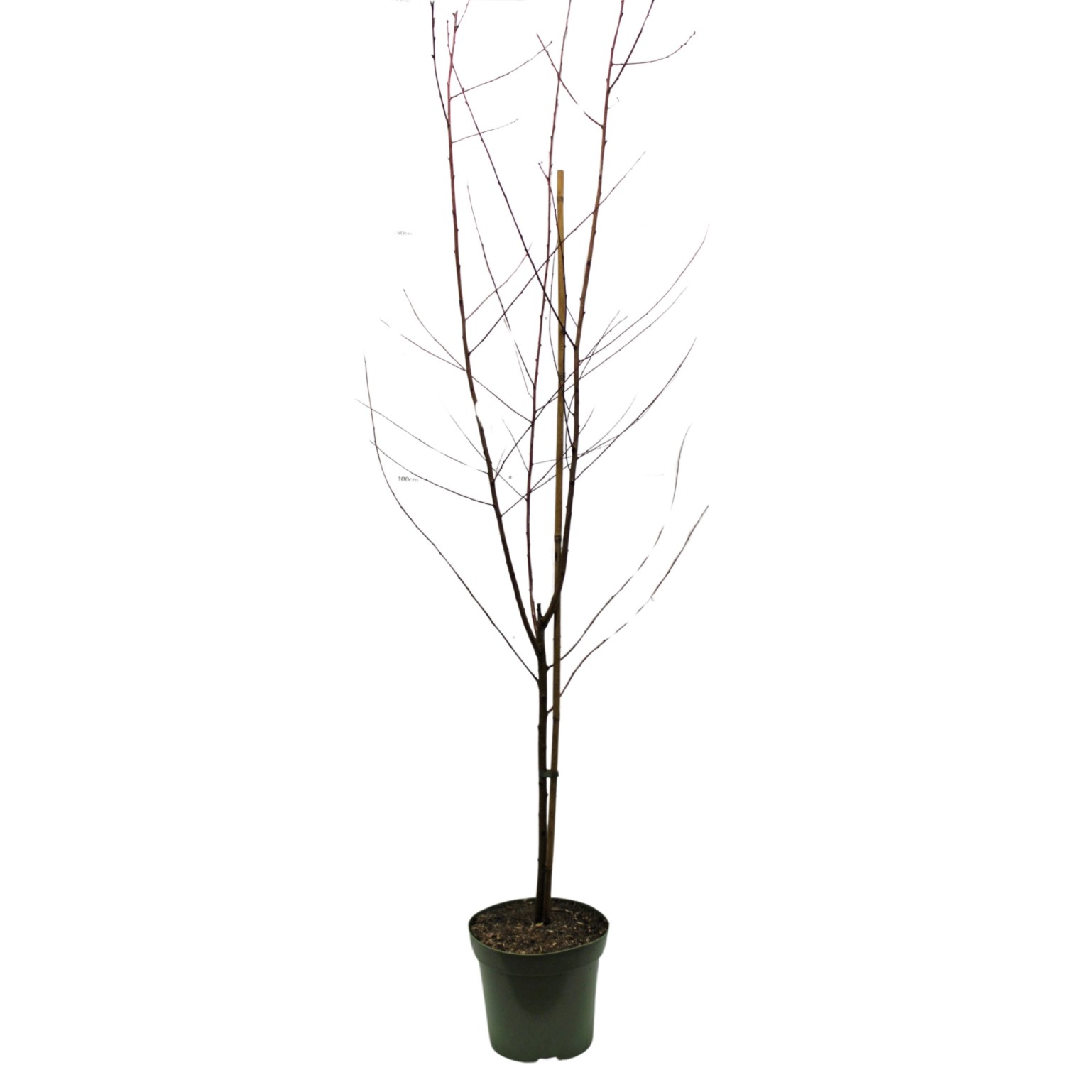 GROW by OBI Bio Reneklode Graf Althans Grüngelb Höhe ca. 50-60 cm Topf ca. l