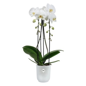 Transparenter Elho Orchideentopf Vibes Fold mit weißer Orchidee, Ø 9,2 cm.