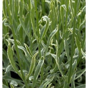 Detailaufnahme des Echten Lavendel Silver Edge mit grün-silbernen Blättern.