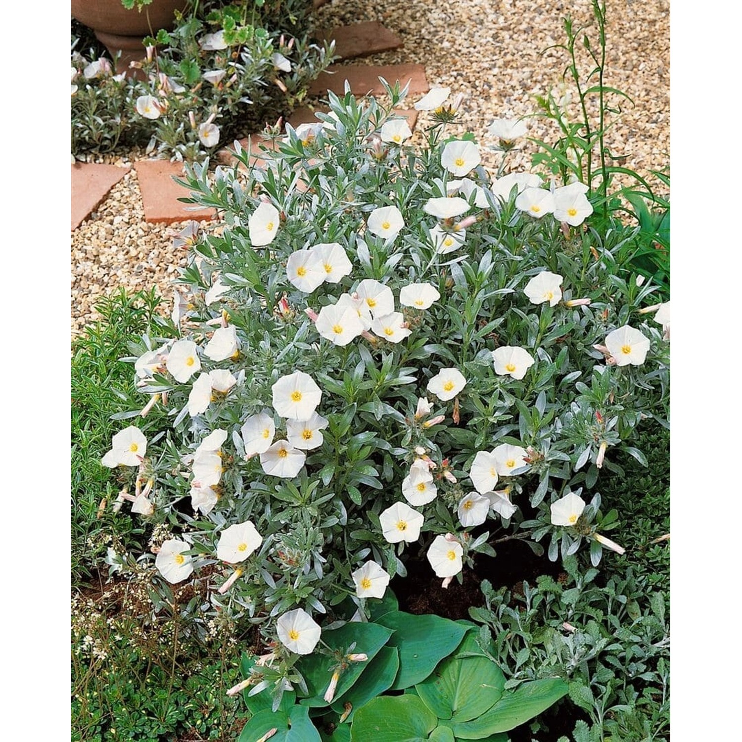 Convolvulus Cneorum Silberwinde Ca. 9x9 cm Topf günstig online kaufen