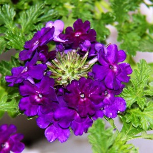 Nahaufnahme von blauem Eisenkraut (Verbena) im 12cm Topf, Hängepflanze.