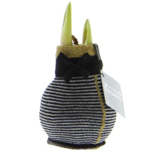 Amaryllis-Zwiebel 'Fashion Elegant' in schwarz-grau gestreiften Wintersocken, Exotenherz Blühpflanze.