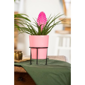 GROW by OBI Tillandsie Anita mit rosa Blüte im Topf auf einem Ständer.