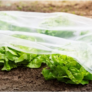 Transparente Windhager Frühbeetfolie Supergrow über Salatpflanzen im Garten.