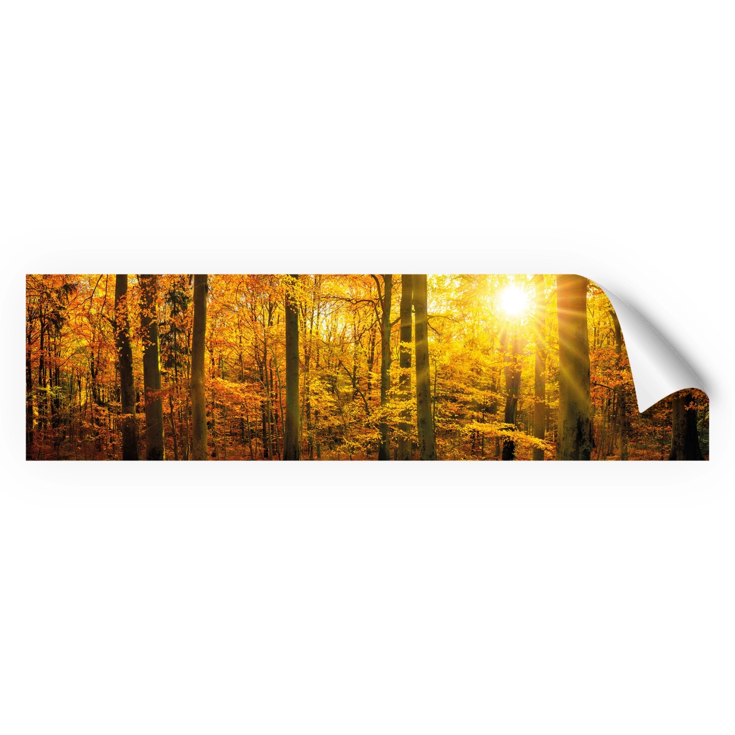 Myspotti Küchenrückwandfolie Herbstwald Selbstklebend 220 cm x 60 cm