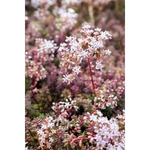 Teppichsedum 'Murale' mit rötlichen Blättern und weißen Blüten, Bodendecker für sonnige Standorte.