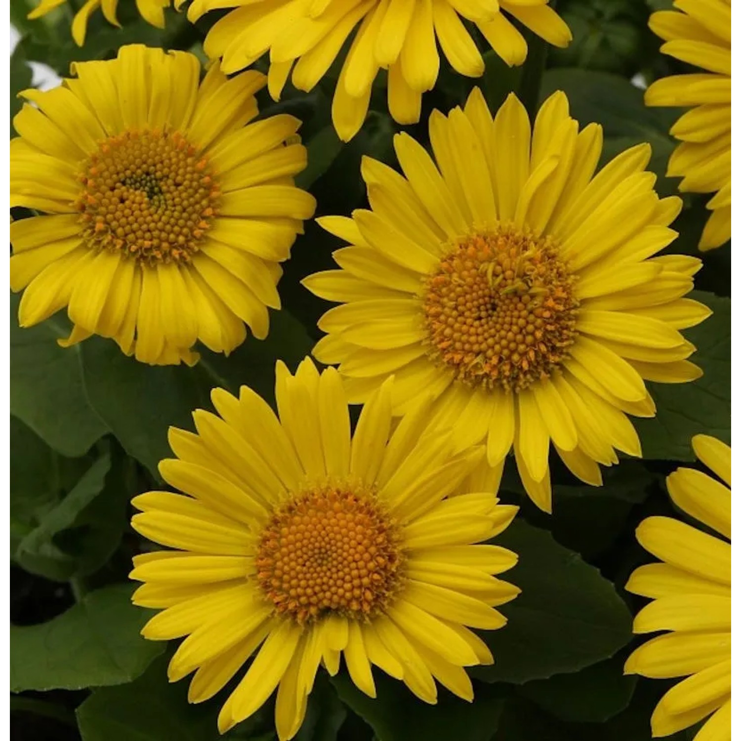 Gemswurz Leonardo Compact - Doronicum orientale