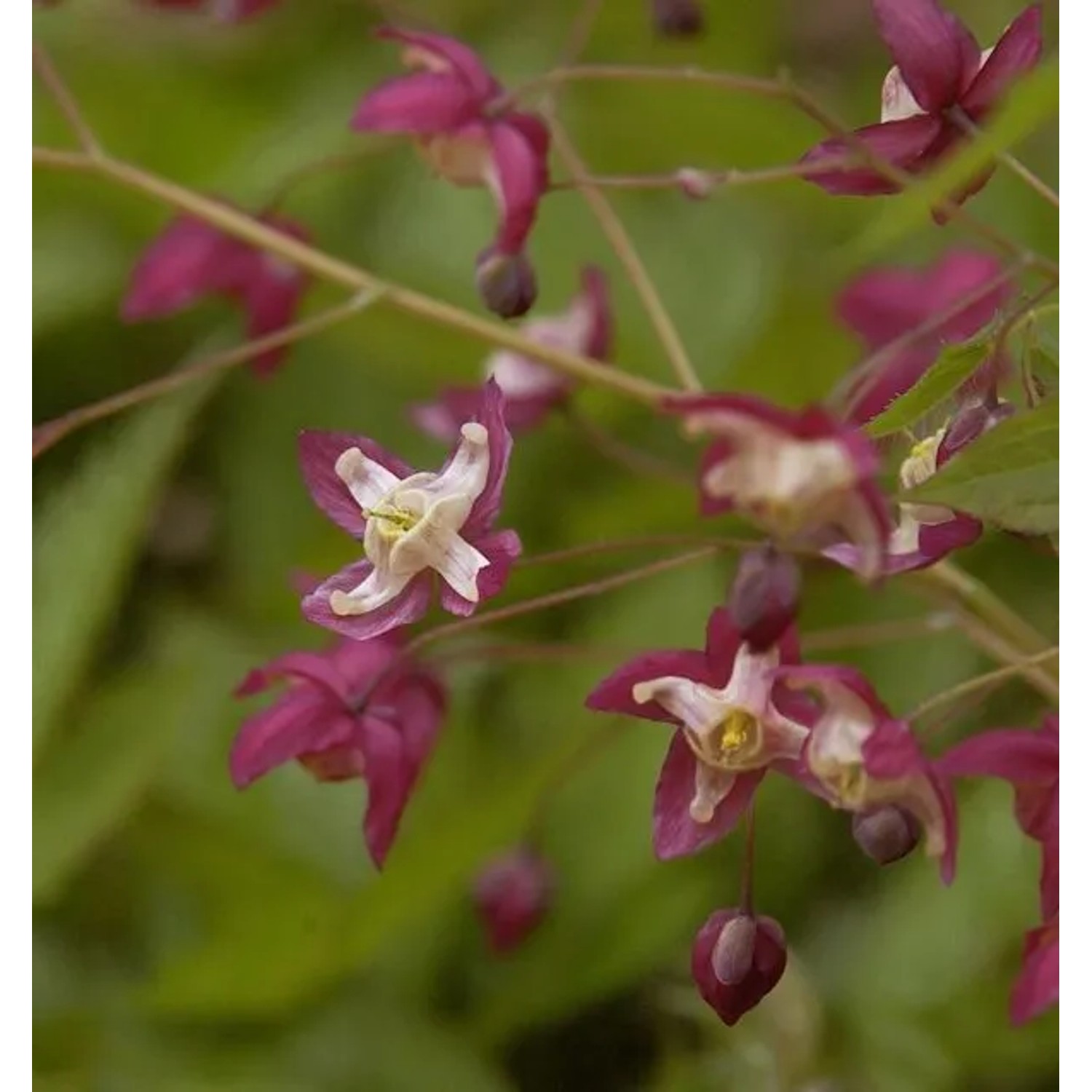 Elfenblume rot - Epimedium rubrum