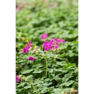 Felsen-Storchschnabel 'Czakor' mit rosa Blüten und grünen Blättern im 9x9 cm Topf.
